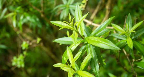  - Essential Oils